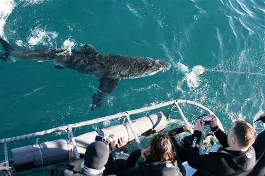 Shark Cage Diving & Surface Viewing – Mossel Bay