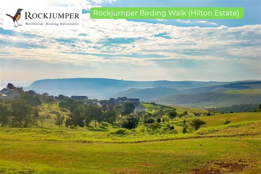 ROCKJUMPER BIRDING WALK (Hilton Estate)  – Hilton Arts Festival 2025