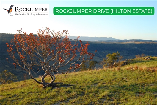 ROCKJUMPER BIRDING DRIVE (Hilton Estate) – Hilton Arts Festival 2025